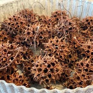 Amberbaum trocken 10 Stk