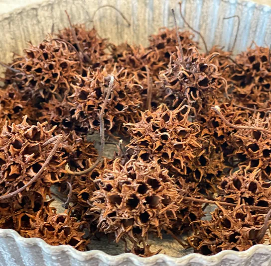 Amberbaum trocken 10 Stk