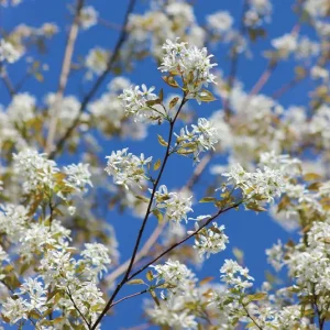 Amelanchier ovalis – Einheimische Felsenbirne