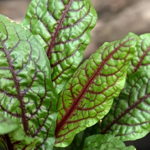 Rumex sanguineus – Blutampfer, Blut-Ampfer, Blutroter Ampfer