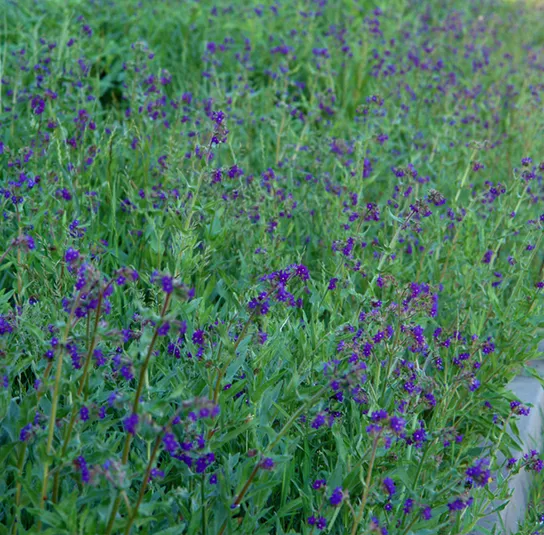 Anchusa officinalis – Gemeine Ochsenzunge – Bild 3