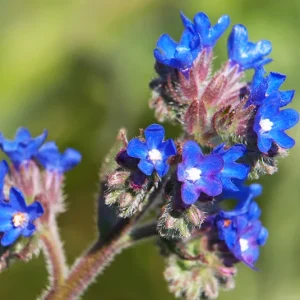 Anchusa officinalis – Gemeine Ochsenzunge
