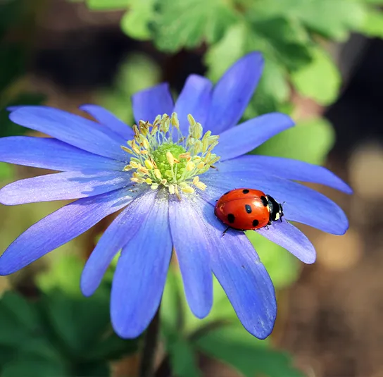 Zwiebel Anemone blanda Blue Shades – Strahlen-Windröschen – Bild 3