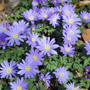 Zwiebel Anemone blanda Blue Shades – Strahlen-Windröschen