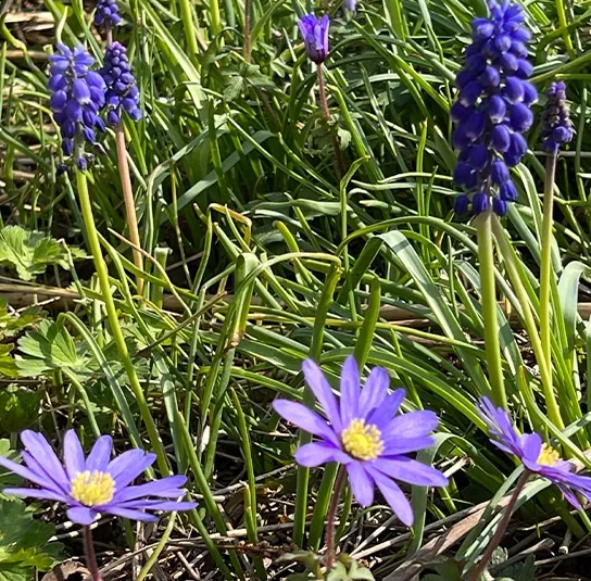 Zwiebel Anemone blanda Blue Shades – Strahlen-Windröschen – Bild 5