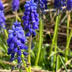 Zwiebel Muscari neglectum – Weinbergs-Traubenhyazinthe