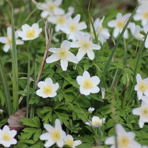 Zwiebel Anemone nemorosa – Buschwindröschen