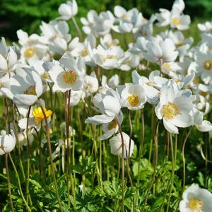 Anemone sylvestris – Waldsteppen-Windröschen (im Topf)