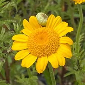 Anthemis tinctoria – Färberkamille