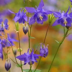 Aquilegia vulgaris – Heimische Akelei