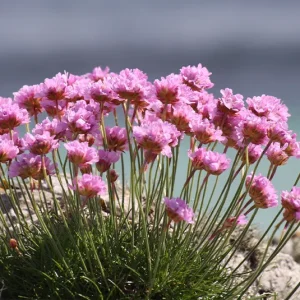 Armeria maritima – Strand-Grasnelke