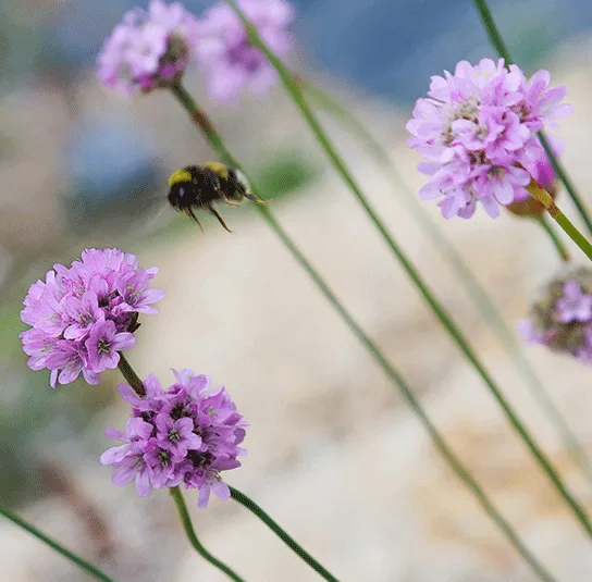 Armeria elongata – Sand-Grasnelke