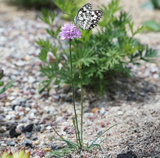 Armeria elongata – Sand-Grasnelke – Bild 4