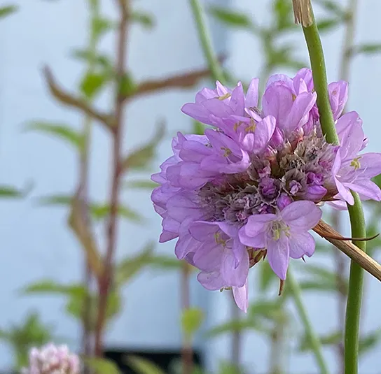 Armeria elongata – Sand-Grasnelke – Bild 5