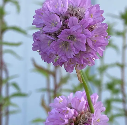 Armeria elongata – Sand-Grasnelke – Bild 7