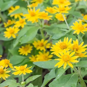 Arnica montana – Arnika