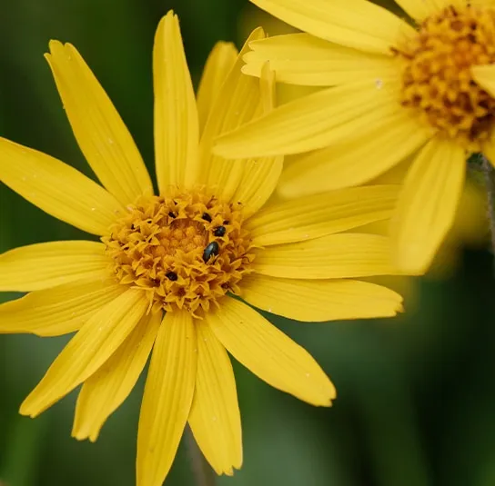 Arnica montana – Arnika – Bild 3