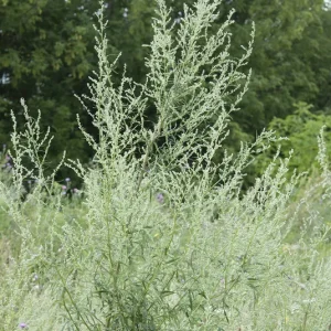 Artemisia vulgaris – Beifuß