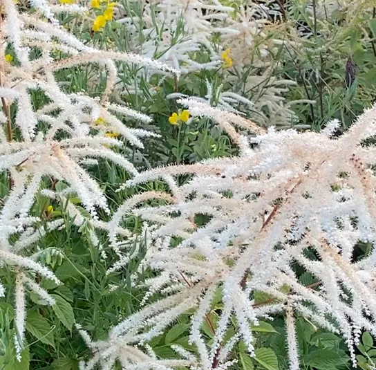 Aruncus dioicus – Waldgeißbart – Bild 4
