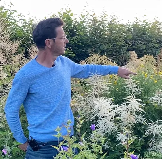Aruncus dioicus – Waldgeißbart – Bild 3