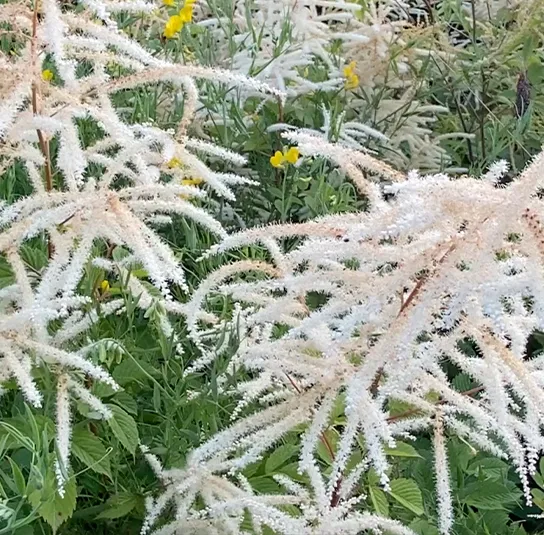 Aruncus dioicus – Waldgeißbart – Bild 2