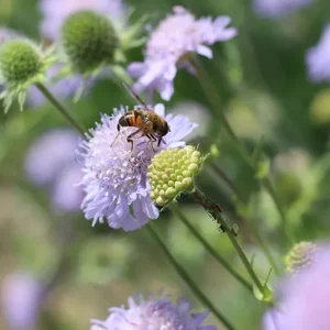 Acker-Witwenblume (Knautia arvensis) Saatgut