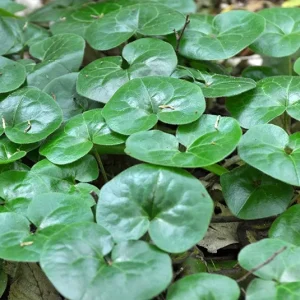 Asarum europaeum – Gewöhnliche Haselwurz