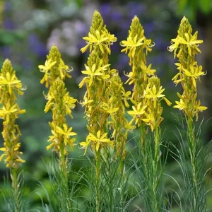 Asphodeline lutea – Junkerlilie, Goldwurz