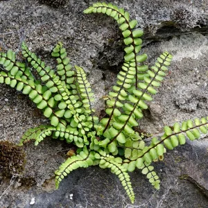 Asplenium trichomanes – Mauerfarn