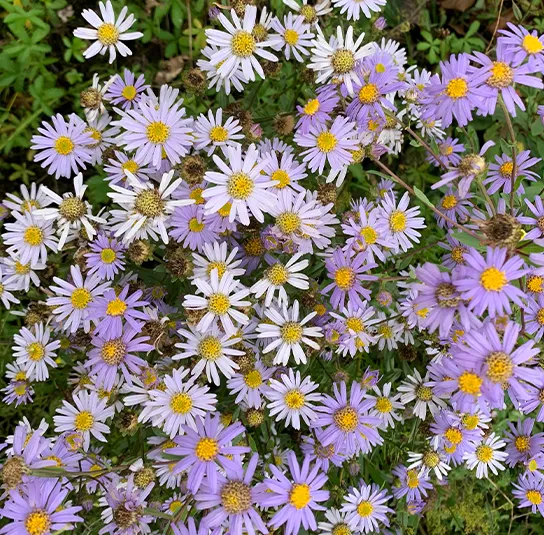 Aster amellus – Berg-Aster, Bergaster – Bild 4