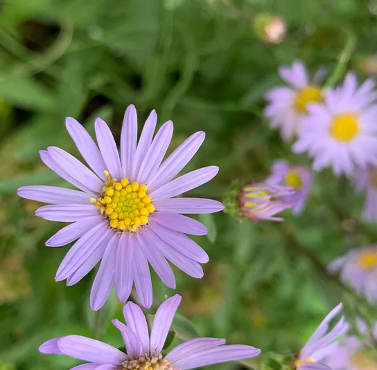 Aster amellus – Berg-Aster, Bergaster – Bild 6