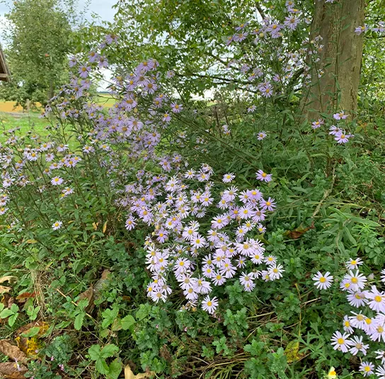 Aster amellus – Berg-Aster, Bergaster – Bild 7
