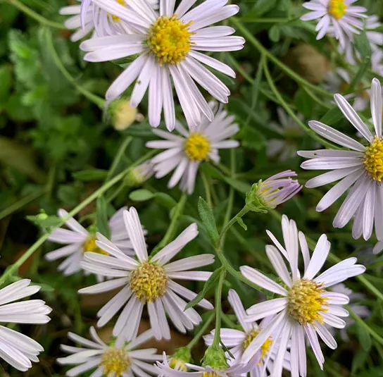 Aster amellus – Berg-Aster, Bergaster – Bild 9