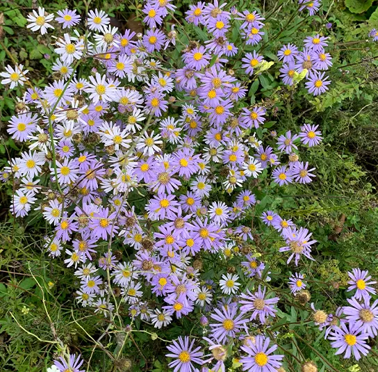 Aster amellus – Berg-Aster, Bergaster – Bild 8
