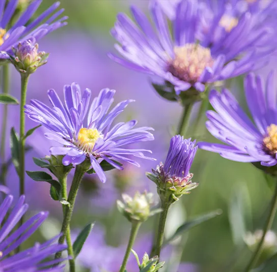 Aster amellus – Berg-Aster, Bergaster – Bild 5