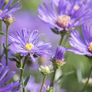 Aster amellus – Berg-Aster, Bergaster