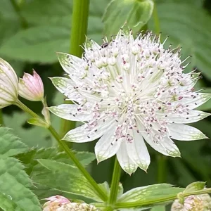 Astrantia major – Gewöhnliche Große Sterndolde