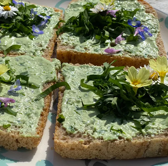 Allium ursinum – Bärlauch (im Topf) – Bild 3