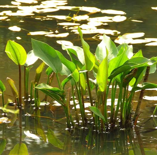 Baldellia ranunculoides – Igelschlauch – Bild 4