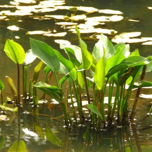 Baldellia ranunculoides – Igelschlauch