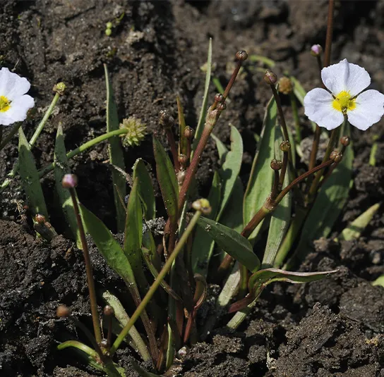 Baldellia ranunculoides – Igelschlauch – Bild 3