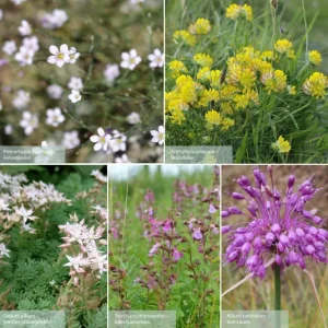 Belebungspaket Schotterflächen – Aus Schotter werde buntes Leben – 5 Pflanzen (Ersparnis: 3,50€)