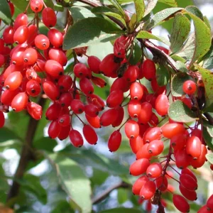 Berberis vulgaris – Heimische Berberitze