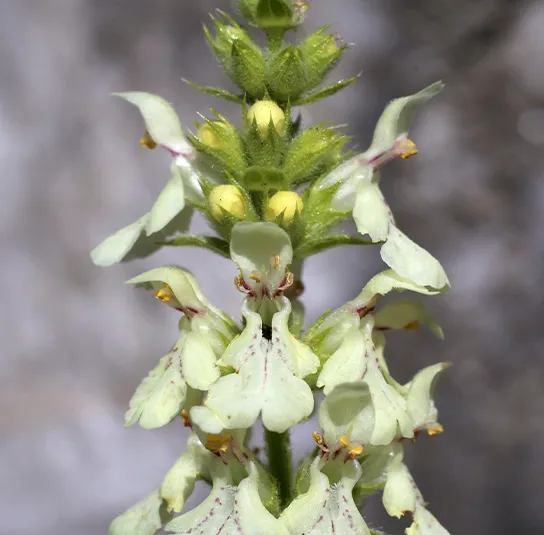 Betonica alopecuros – Gelber Ziest