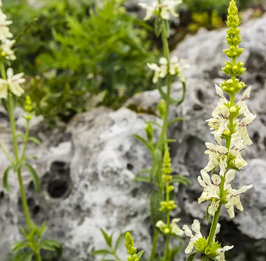 Betonica alopecuros – Gelber Ziest – Bild 3