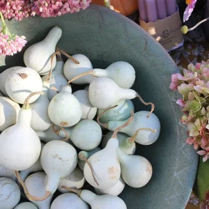 Kürbis Birnderl weiß