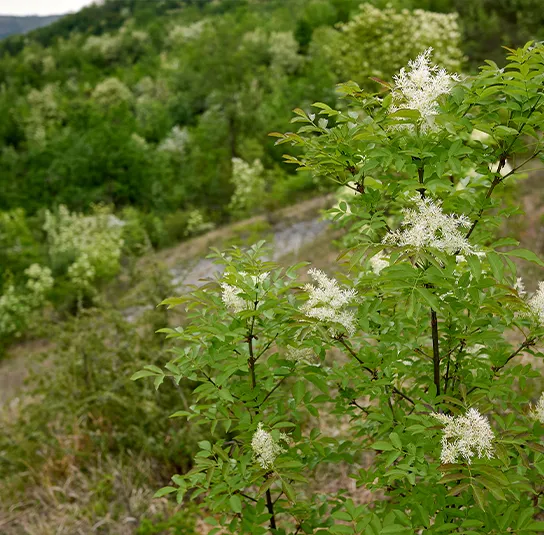 Fraxinus ornus – Blumenesche, Manna-Esche – Bild 3
