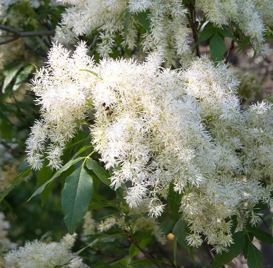 Fraxinus ornus – Blumenesche, Manna-Esche – Bild 5