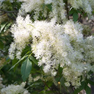 Fraxinus ornus – Blumenesche, Manna-Esche