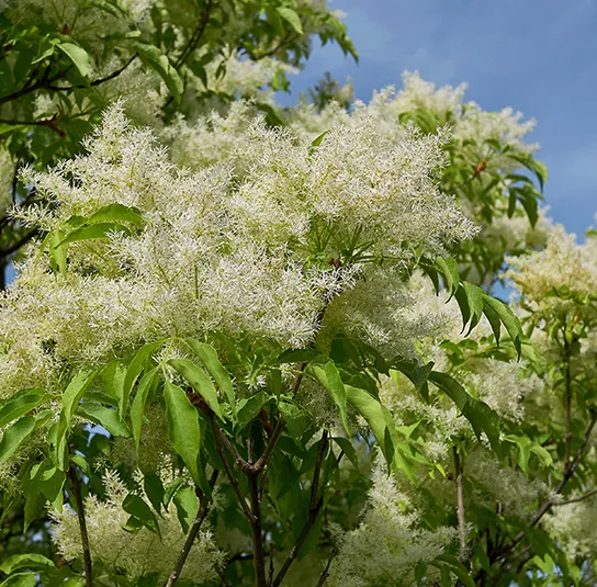 Fraxinus ornus – Blumenesche, Manna-Esche – Bild 6